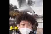 有這麼像？一頭捲髮被當「鳥窩」　男子遭海鷗狂啄網笑噴：請堅持到孵出小鳥來