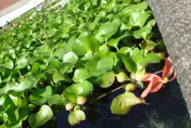 2022超級食物竟是「它」！富含60種營養素　可入菜也能當中藥