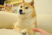 迷因哏圖紅遍全網！本尊日本柴犬病重　全球粉絲集氣ing