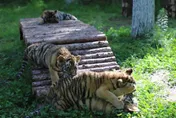 蹲臥200米遠的馬路邊　青島老虎外逃　為何動物園老虎更可怕？