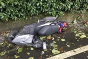 情侶機車雙載北宜兜風　轉彎打滑噴飛1死1命危