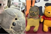 高嘉瑜「口水枕頭」輸了　男出賣女友！煉蠱20年「黑臉維尼熊」登場