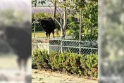 驚悚！高雄郵差送信被獒犬狠咬！四肢爆血…飼主這麼說