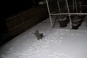 影/追雪浣熊「雙腳站立＋張手接雪花」好似看見奇蹟！屋主笑：牠才是奇蹟本身