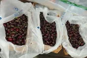愛吃櫻桃要注意！ 4批智利進口櫻桃驗出8400公斤農藥超標　全數退貨銷毀
