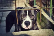 出這招果然狠！藥頭養比特犬防身　警圍捕卻步