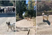 影/羊咩咩見陌生人不敢走→牧羊犬「擺頭示意」請讓路　路人嚇到：我居然看得懂指示！