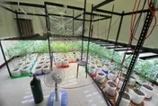 誇張！雲林民宅暗藏「植物園」　檢警快刀斬亂麻