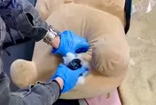 毒犯猛盯家中一隻娃娃露餡　警從它肚子挖出一把槍