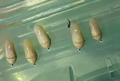 獨/超狂養蝶人！足球之神梅西倒掛金鉤　樺斑蝶也會這招