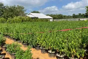 影/史上最大栽種大麻案！活株破4千…警溯源4個月逮關鍵製毒師