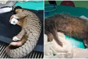 影/寵物變浪浪恐「打破生態平衡」動物園籲：寵物不離不棄！浪浪不養也別亂餵