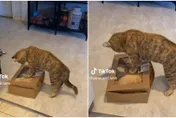 影/虎斑「爆氣囚禁」橘貓！只因1件事　飼主：牠是出於正義