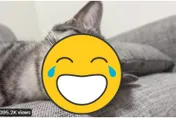 影/米克斯靈魂出竅「白眼＋吐舌」飼主調戲舌頭無果嚇到！下秒…喵：偶只是睡著啦