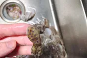 比眼鏡蛇毒50倍！美式賣場買冷凍小章魚　差點把「藍環章魚」吞下肚