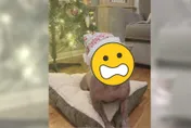 最醜狗狗票選！牠的「容顏」讓評審直呼：醜到眼睛痛