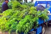 種櫛瓜掩護大麻田！警攻堅赫見3米高稀有種「火麻」