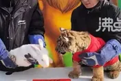 影/陸動物園迎新年拍「虎兔交接」影片　下秒畫風一變老虎撲咬兔子網嚇傻