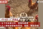 傻眼！媳婦過年返鄉驚見「婆婆在新房養雞」　網笑翻：這樣也行