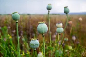 飽受軍事政變、通貨膨脹衝擊！緬甸成鴉片大國