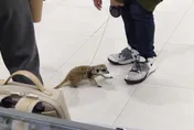 影/逛百貨竟遇暴走狐獴咬手手！男子慘過初四驚魂夜　飼主反應曝光