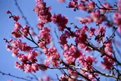 3色梅花、早生櫻同時綻放！武陵農場現罕見美景　日湧大量遊客朝聖