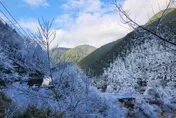 影/台七甲線思源埡口下雪了！武陵農場化身銀白世界　追雪族嗨翻