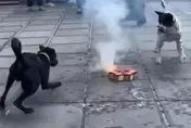 影/祥獅獻瑞改雙犬獻旺也可以？車城這家宮廟出「醒狗陣」　網讚優質陣頭