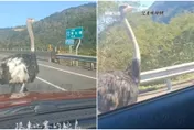 影／宜蘭脫韁鴕鳥上大橋「與車賽跑＋急停擋道」飼主下場曝…網笑：有牌路霸超好笑