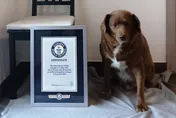 最長壽記錄再破！葡萄牙獒犬高齡30歲等於人類「200歲」飼主分享秘訣：吃的和人類一樣