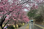 櫻花季明登場　「假志工」稱提供免費通行證！武陵農場：依法究責