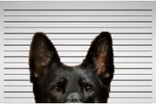 警局內發生偷竊案！兇手竟是「現役警官」公布嫌疑人照片…網笑翻幫求饒