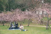 粉紅櫻花海夢幻登場！新竹公園800株已盛開8成　風城賞櫻勝地攻略曝