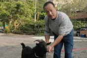 羊肉爐前被救下的黑羊羊…竟貪玩「蹺家」！　熱心警化身牧羊人找失主