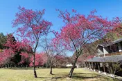 奧萬大群櫻浪漫綻放！情人節前夕不要錯過「春櫻傳情」