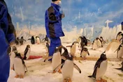 影/手刀快搶！屏東海生館推「飼養員體驗」被企鵝團團包圍0距離接觸