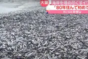 影/天有異相？海量沙丁魚屍詭異死在沙灘上　當地居民全嚇壞了