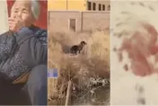 牆上留「血手印」！6旬夫婦遭惡犬群襲撕咬　致1死1傷警逮狗主人