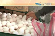 蛋價漲2元重回歷史高點　網友嘆：以後加蛋是炫富