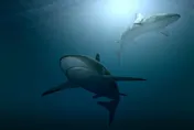 影/澳洲潛水教練水中驚魂！飢餓鯊魚發動攻擊　他搏命踹一腳脫險