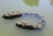 龜煉獄！池塘內近500龜「無法活動覓食跟換氣」　無辜慘死蜈蚣籠內