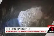 從囚犯變真人版「披羊皮的狼」　男子腦洞大開扮綿羊逃獄被抓