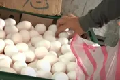缺蛋危機！每日產量再掉20萬顆　農委會竟稱：不會像去年缺