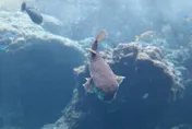 日本福岡傳出大量河豚死亡！沙灘上魚屍遍佈　專家：前所未見