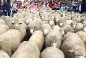 停辦3年「奔羊節」再登場！綿羊大軍壓境台14甲　公總提醒：小心塞在「羊」陣中