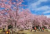 2023北橫櫻花季今登場！拉拉山恩愛農場「富士櫻」美麗指數爆表