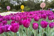 快結束了！13萬株鬱金香花海倒數3天　台北玫瑰展、杜鵑花季3月接棒