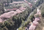 武陵農場櫻花開！「上帝視角」3公里超長「粉色步道」　盛開期至21日