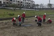 台南超乾！公園「滯洪池大乾涸」現場躺平400魚屍