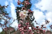 阿里山櫻花季3月10日熱鬧登場　假日實施交管　轉乘客運享門票75折